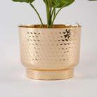 Calathea Faux Potted Plant Potted Artificial Plant ArtiPlanto 
