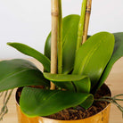 GLADIOLA FAUX POTTED ORCHID FLORAL ARRANGEMENT 24 INCHES Tabletop Plant ArtiPlanto 