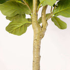 ADELIA ARTIFICIAL FIDDLE LEAF POTTED PLANT 10' ArtiPlanto