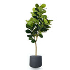 ANTO BLACK CEMENT PLANTER 13'' ArtiPlanto