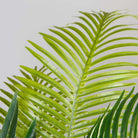 ARLO ARTIFICIAL HAWAII KWAI PALM TREE POTTED PLANT (Multiple Sizes) ArtiPlanto