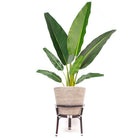 AYO - Boho Floor Planter On Wooden Stand ArtiPlanto