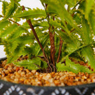 BALI POTTED FAUX FERN ArtiPlanto