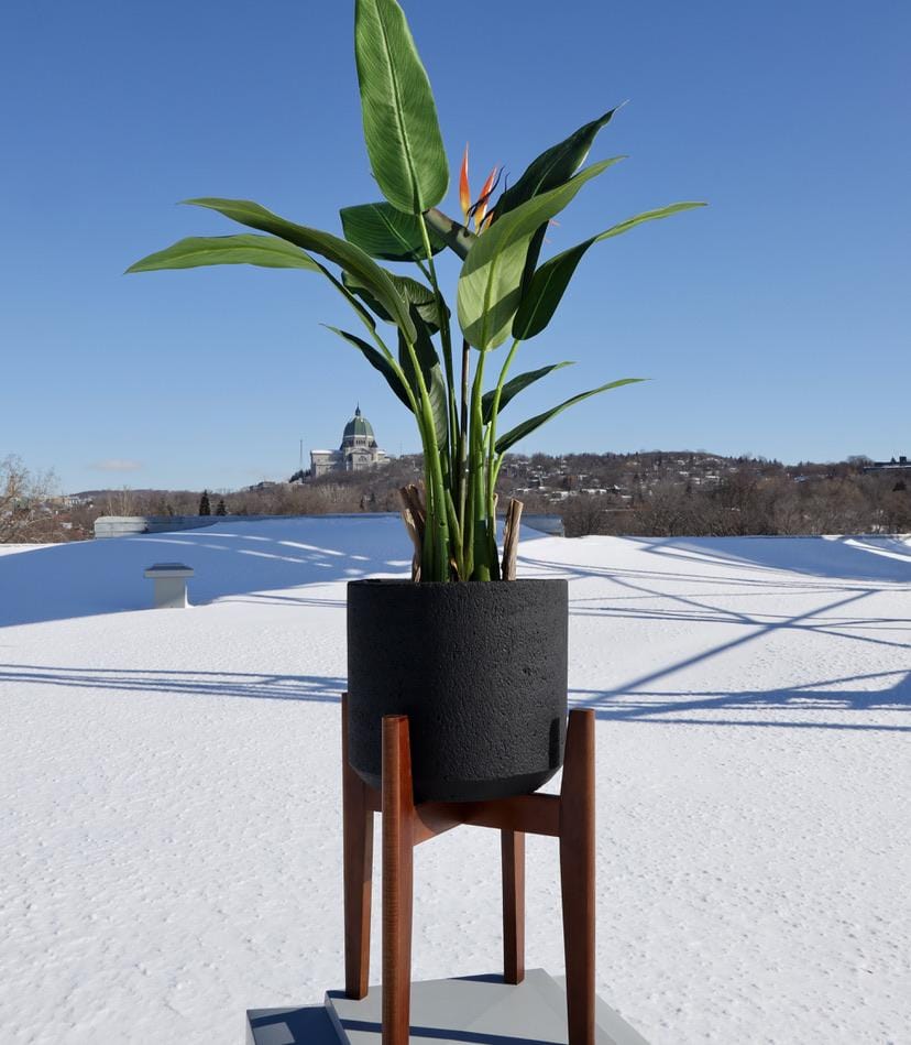 Neri Black Mid- Century Cement Planter With Wooden Stand