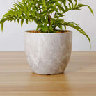 BERA POTTED FAUX FERN ArtiPlanto