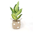 BOMBA - Seagrass Basket With White Pompoms ArtiPlanto