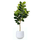 Belize Cement Planter 17'' ArtiPlanto