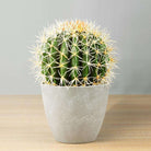 COCO Artificial Cactus Potted Plant 11" ArtiPlanto