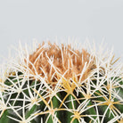 COCO Artificial Cactus Potted Plant 11" ArtiPlanto