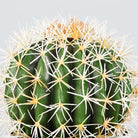 COCO Artificial Cactus Potted Plant 11" ArtiPlanto