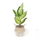COSTA - Seagrass Basket With White Net Pattern ArtiPlanto