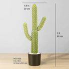 DADO Artificial Cactus Potted Plant 2' ArtiPlanto