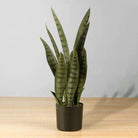 DEZI Artificial Snake Sansevieria Dark Green Potted Plant 21'' ArtiPlanto