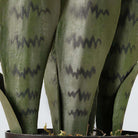 DEZI Artificial Snake Sansevieria Dark Green Potted Plant 21'' ArtiPlanto