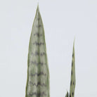 DEZI Artificial Snake Sansevieria Dark Green Potted Plant 21'' ArtiPlanto