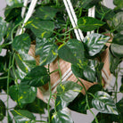 Elrey Faux Potted Macrame Hanging Plant (4.7 Feet) ArtiPlanto