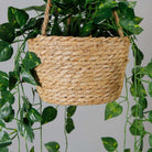 Ennio Faux Potted Hanging Plant (3.9 Feet) ArtiPlanto