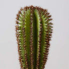 GOZA ARTIFICIAL CACTUS TREE POTTED PLANT 9'' ArtiPlanto