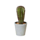 GOZA ARTIFICIAL CACTUS TREE POTTED PLANT 9'' ArtiPlanto