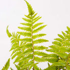 JULA POTTED FAUX FERN ArtiPlanto