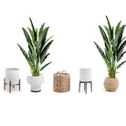 KOLA Artificial Travellers Palm Tree Potted Plant (Multiple Sizes) ArtiPlanto