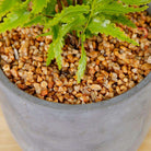 KUTA POTTED FAUX FERN ArtiPlanto