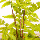 KUTA POTTED FAUX FERN ArtiPlanto