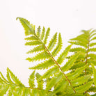 KUWU POTTED FAUX FERN ArtiPlanto