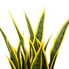 LUIS ARTIFICIAL SNAKE SANSEVIERIA YELLOW & GREEN POTTED PLANT 26'' ArtiPlanto