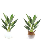 MAIO Artificial Bird Of Paradise Potted Plant 31" ArtiPlanto