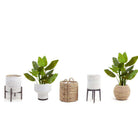 MIKI Artificial Spathiphyllum Leaf Potted Plant 3' ArtiPlanto