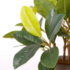 Moralilo Potted Faux Watercress Plant ArtiPlanto