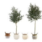 OLI ARTIFICIAL OLIVE TREE POTTED PLANT (Multiple Sizes) ArtiPlanto