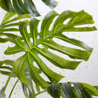 PABLO ARTIFICIAL MONSTERA POTTED PLANT 10' ArtiPlanto