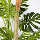 PABLO ARTIFICIAL MONSTERA POTTED PLANT 10' ArtiPlanto