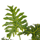 PHILO ARTIFICIAL PHILODENDRON POTTED PLANT 39'' ArtiPlanto