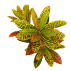PINTO Artificial Crotons Potted Plant 22" ArtiPlanto