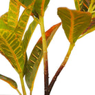 PINTO Artificial Crotons Potted Plant 22" ArtiPlanto