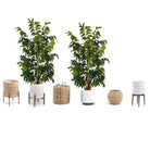 XAVI ARTIFICIAL FISHTAIL PALM TREE POTTED PLANT (MULTIPLE SIZES) ArtiPlanto
