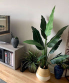 ZAPO Artificial Bird Of Paradise Potted Plant (Multiple Sizes) ArtiPlanto