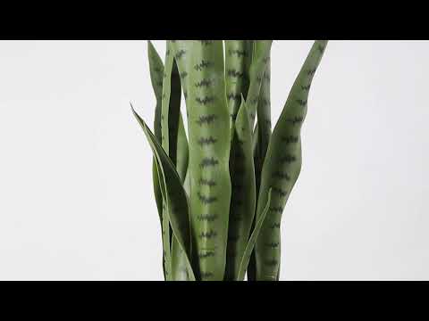 milt sansevieria plant Milo Snake Sansevieria Dark Green 35 Artificial Potted Plant